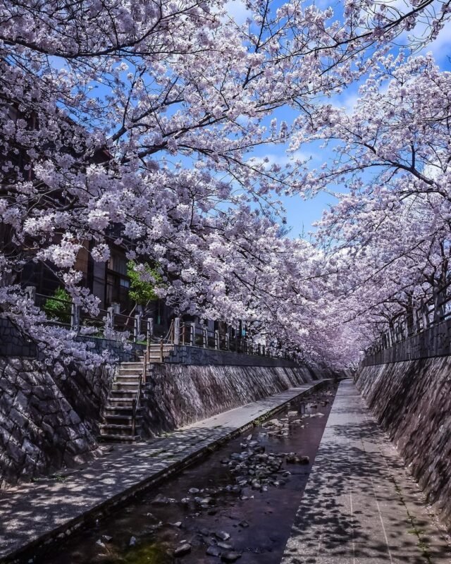 🌳 아부라야마 시민의 숲(아부라야마시민노모리) 이미지 6